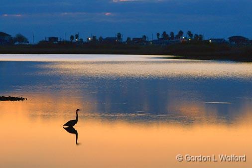 Dawn Heron_29521.jpg - Great Blue Heron (Ardea herodias) photographed on the Culf coast near Port Lavaca, Texas, USA.